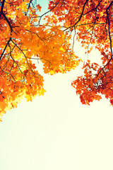 Autumn bright background. Yellow-red autumn maple leaves on tree branches against the sky, copy space.