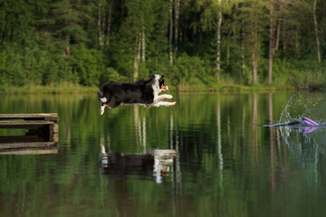 Fototapeta na wymiar dog jumps into the water. An active pet on the lake. Tricolor australian shepherd
