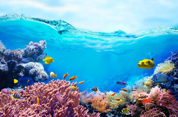 Colorful tropical fish in coastal waters. Life in a coral reef. Animals of the underwater sea...