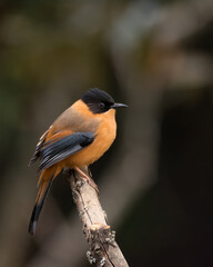 Rufous Sibia on a perch