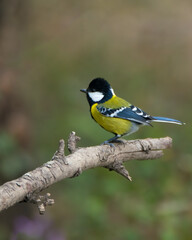 Green-backed Tit side view