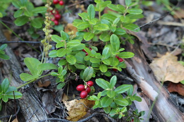 Ripe cowberry in the autumn forest. Very useful and delicious berry. Helps with kidney diseases.