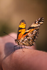 Fototapeta na wymiar butterfly on woman