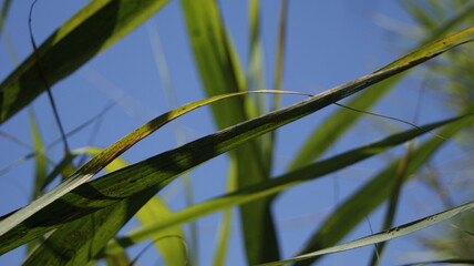 Травинка у Моря