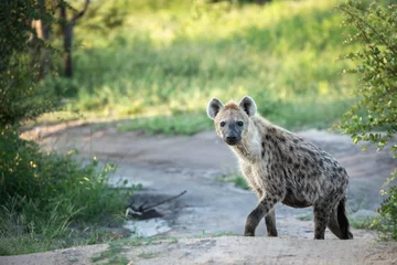  Lonely hyena walking on the road surrounded by green grass © Stephan Olivier/Wirestock
