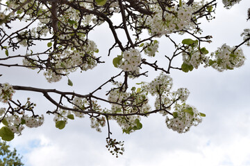 Detail of some flowers of pyrus calleryana blooming on the branches