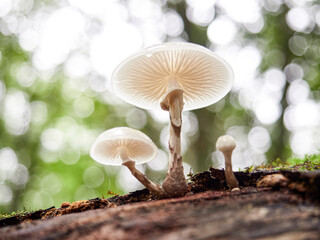 Setas en el bosque en otoño