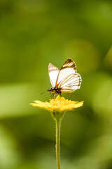 white butterfly on a yellow flower