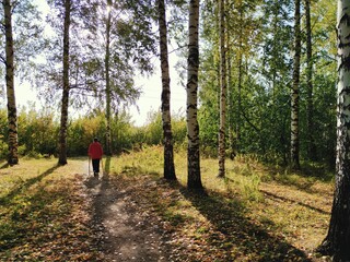 Obraz premium a walk in a birch grove on a sunny autumn day