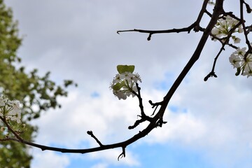 Close-up view of pyrus calleryana flowers blooming on the branch