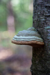 a parasitic fungus on the trunk of a dead tree