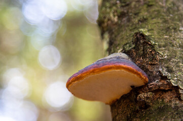 a parasitic fungus on the trunk of a dead tree