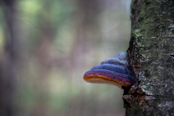 a parasitic fungus on the trunk of a dead tree