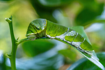 Obraz premium Great Yellow Mormon - Papilio lowi, beautiful large butterfly from Southeast Asian forests and meadows, Borneo, Indonesia.