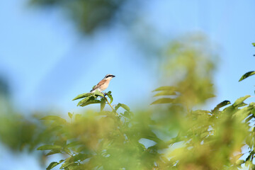 Red backed shrike male sitting on a blade of grass in a meadow