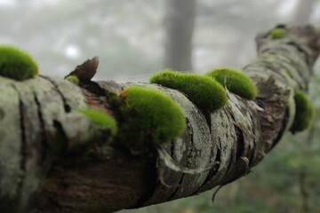 初秋の瑞々しい苔まんじゅう　奥日光　9月