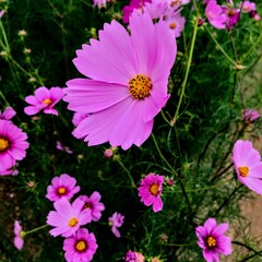 チラシに使える秋のモチーフ　コスモス　cosmos flowers 20092201 hanadaruma 