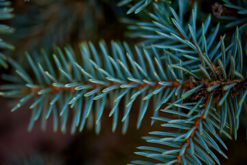 Naklejka na ściany i meble Green spiny branches of spruce close-up