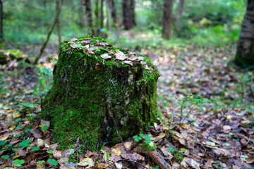 Closeup of mossy stump with a mushroom above and dry pine needles in the autumn forest, forest substrate, fallen autumn foliage, dry autumn leaves