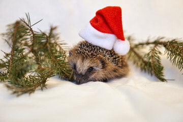 Santa claus hedgehog. Animal in a cap. New Year and Christmas with a hedgehog in the trees. Pine...