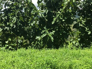 Arboles de Teca año 4