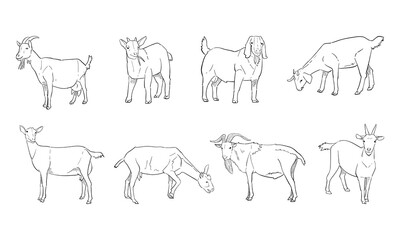 vector illustration of goat isolated on white background.