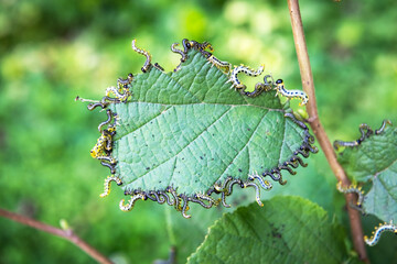 Garden pests. Walnut moth caterpillars damaged hazelnut leaves