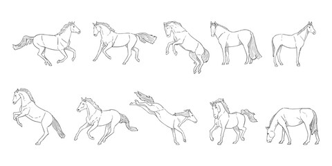 vector illustration of horse isolated on white background.