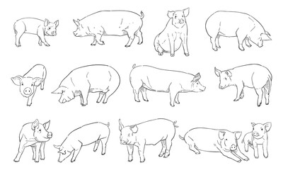 vector illustration of pig isolated on white background.