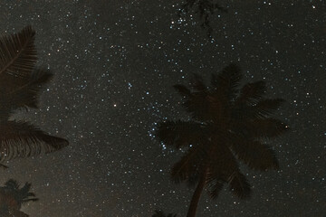 night sky with stars and palm tree silhouette