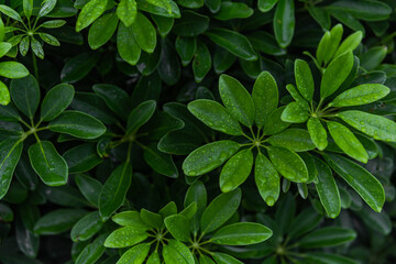 green leaves background