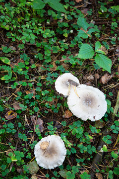 Toadstool, close up of a poisonous mushroom in the forest on green moss ground