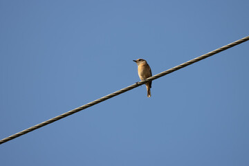 Common Whitethroat (Sylvia communis) perched on a telephone wire