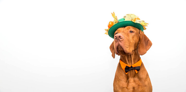 Vizsla dog with hat and bow tie for Thanksgiving or Halloween. Copyspace