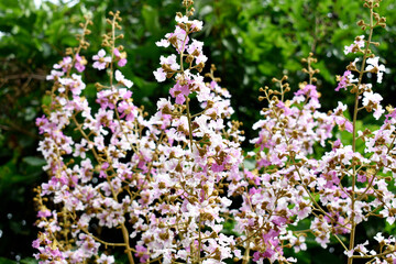White-pink-purple flowers (Queens crape myrtle flowers or Queen's flower, Lagerstroemia inermis Pers) are beautiful bouquet with green leaves growing in the park. 