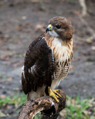 Hawk stock photos. Hawk close-up profile view, perched  displaying brown feather plumage, body, head, eye, beak, tail, feet, plumage with a blur background in its habitat and environment.
