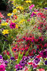 Summer flowers blooming in a flowerbed in an English garden