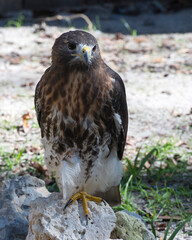 Hawk bird stock photo.  Hawk bird perched on rock.  Hawk bird close-up profile.