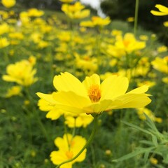 チラシに使える秋のモチーフ　コスモス　20092202 hanadaruma 