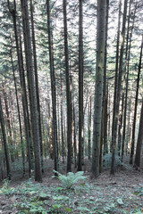 Tronchi dritti