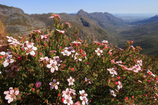 Flowering buchu bush on a clear spring day in the mountains near Stellenbosch, South Africa.