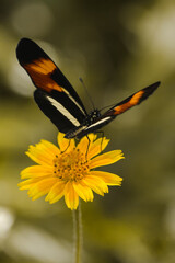 butterfly on yellow flower