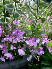 flowers in the garden