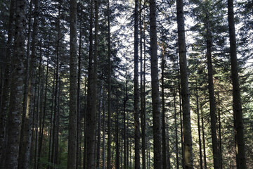 Obraz premium Valleombrosa