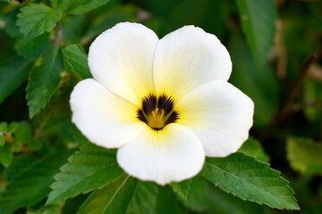 The white-pink-purple flowers are beautiful bouquet with green leaves growing in the park.