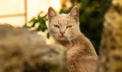 Portrait of a ginger kitten in an autumn setting in the village