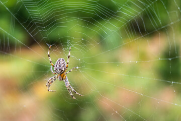 jesienna sieć pająka