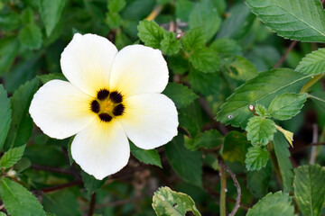 The white-pink-purple flowers are beautiful bouquet with green leaves growing in the park.