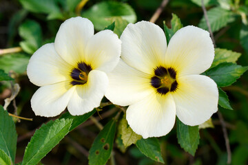 The white-pink-purple flowers are beautiful bouquet with green leaves growing in the park.