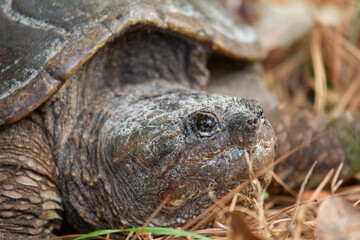 Large American Snapping Turtle